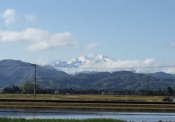 始めます、ゆるゆるウォーキング