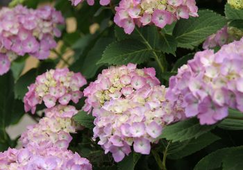 【お花ネタ】梅雨時期のお花といえば